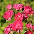 Rosa 'Little Mischief'